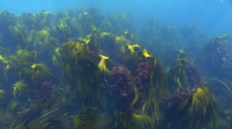 Grimsey - at the Polar Circle - kelp....